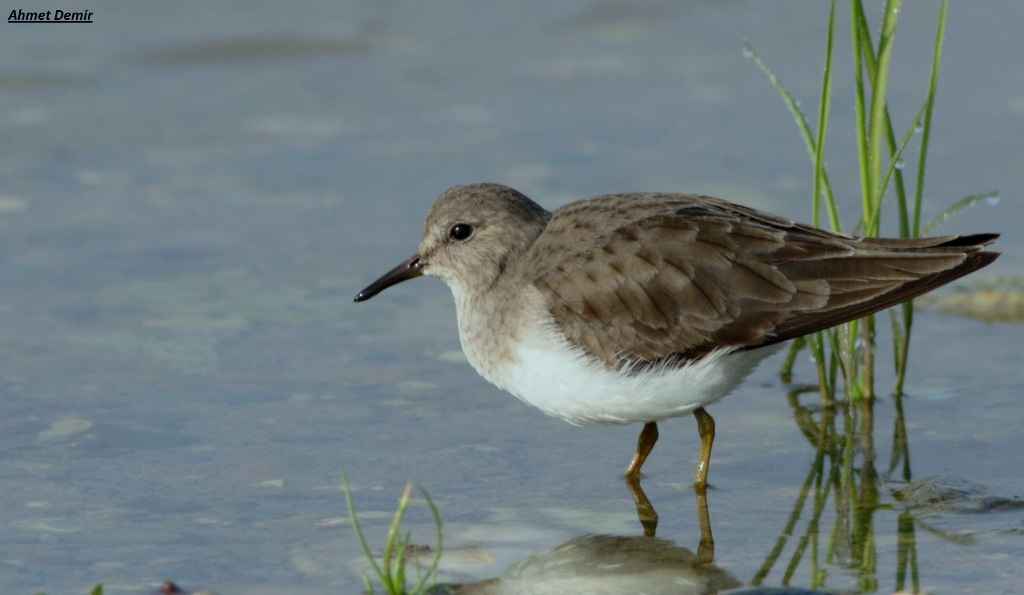 Temminck's Stint